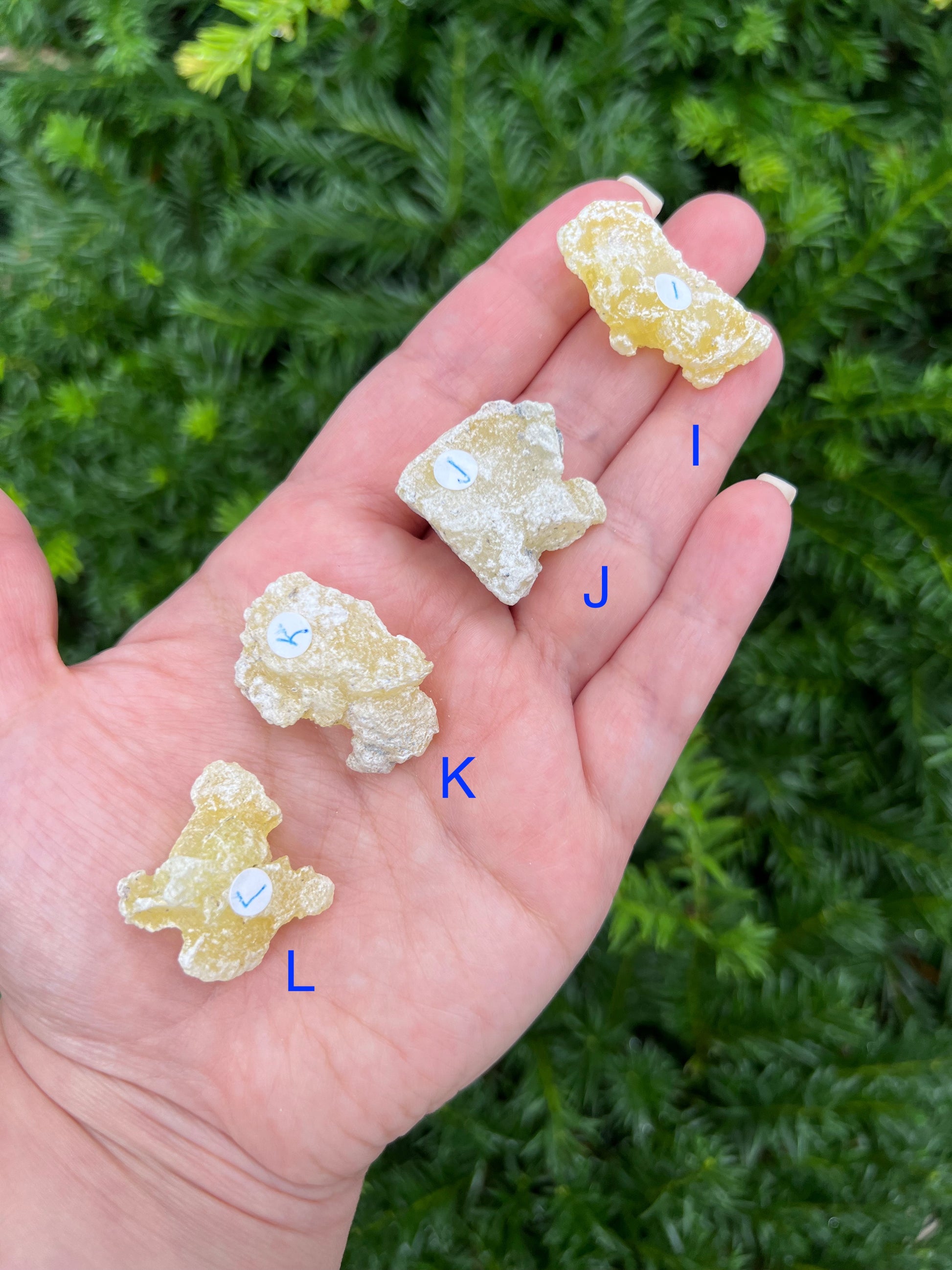 Yellow Brucite Specimens || Pick Your Own Rare Yellow Brucite! image 6