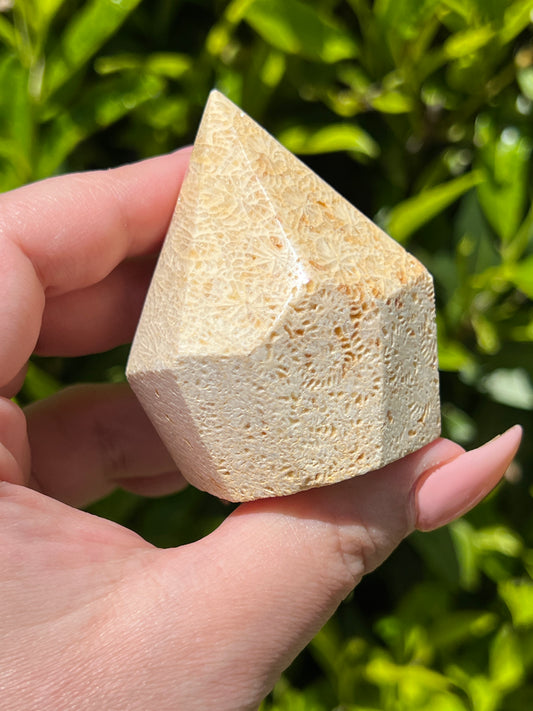 Fossilized Coral Top Polishes || Choose Your Own Crystal!