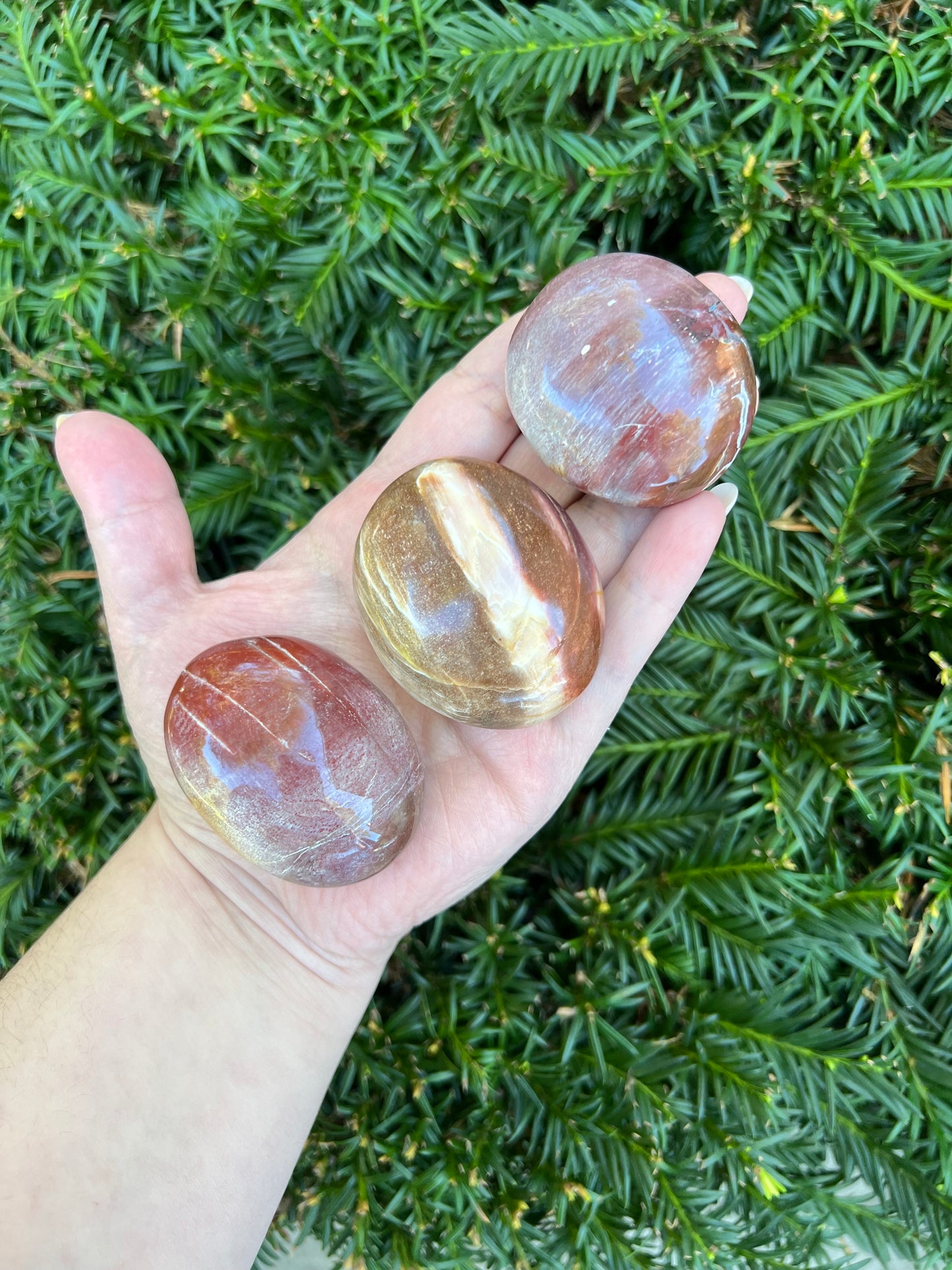 Petrified Wood Palm Stone || Intuitively Selected Palm Stone