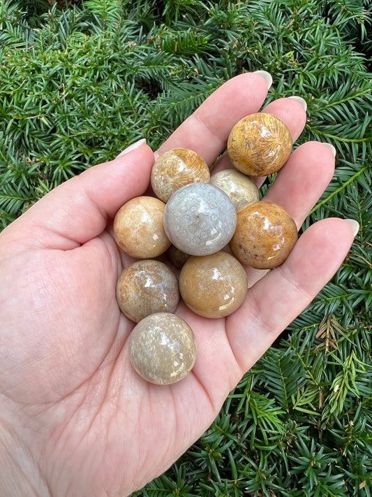 Fossilized Coral Mini Spheres || Intuitively Chosen Mini Spheres