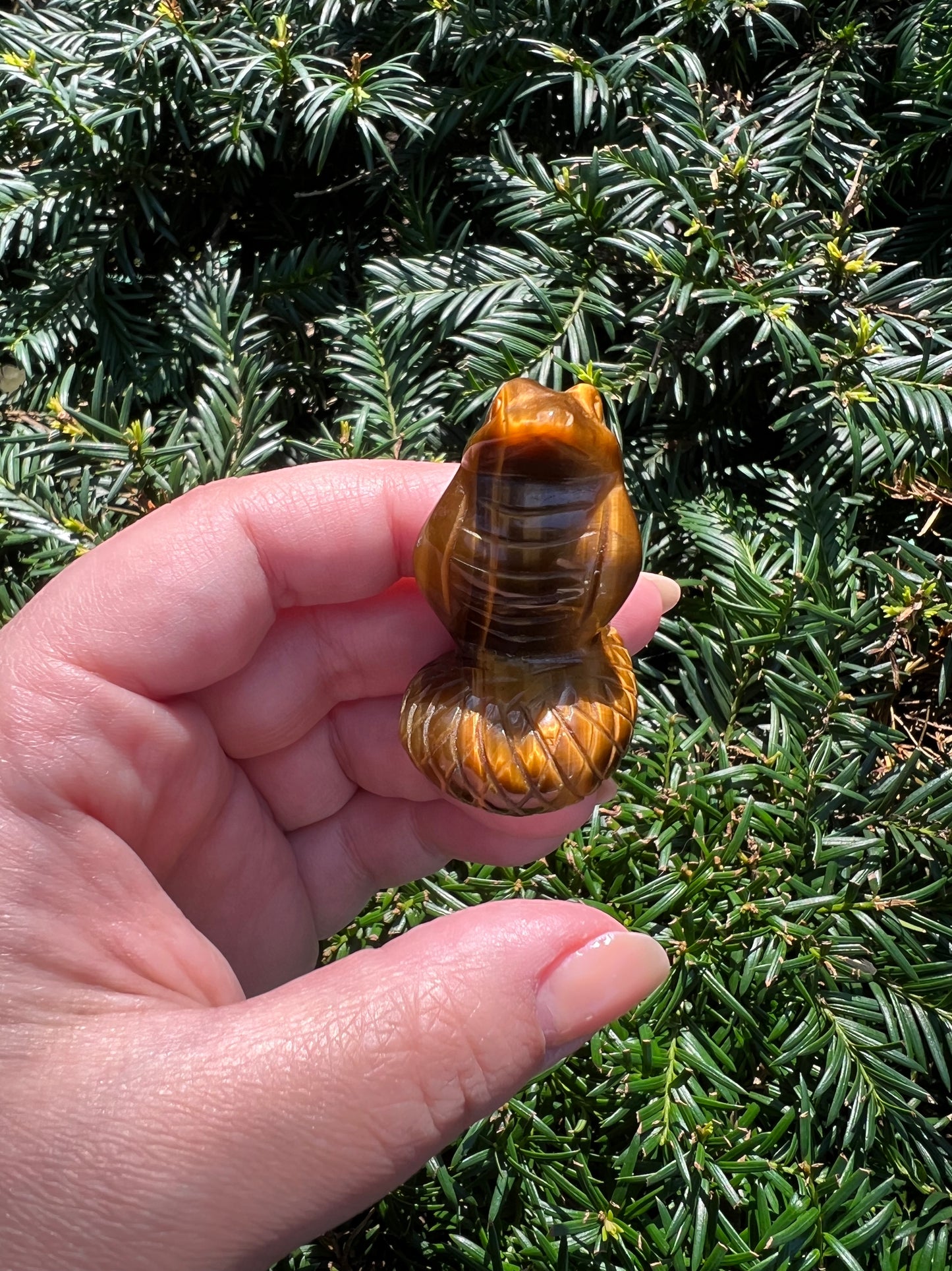 Tigers Eye Cobras || Intuitively Selected Tigers Eye Cobras