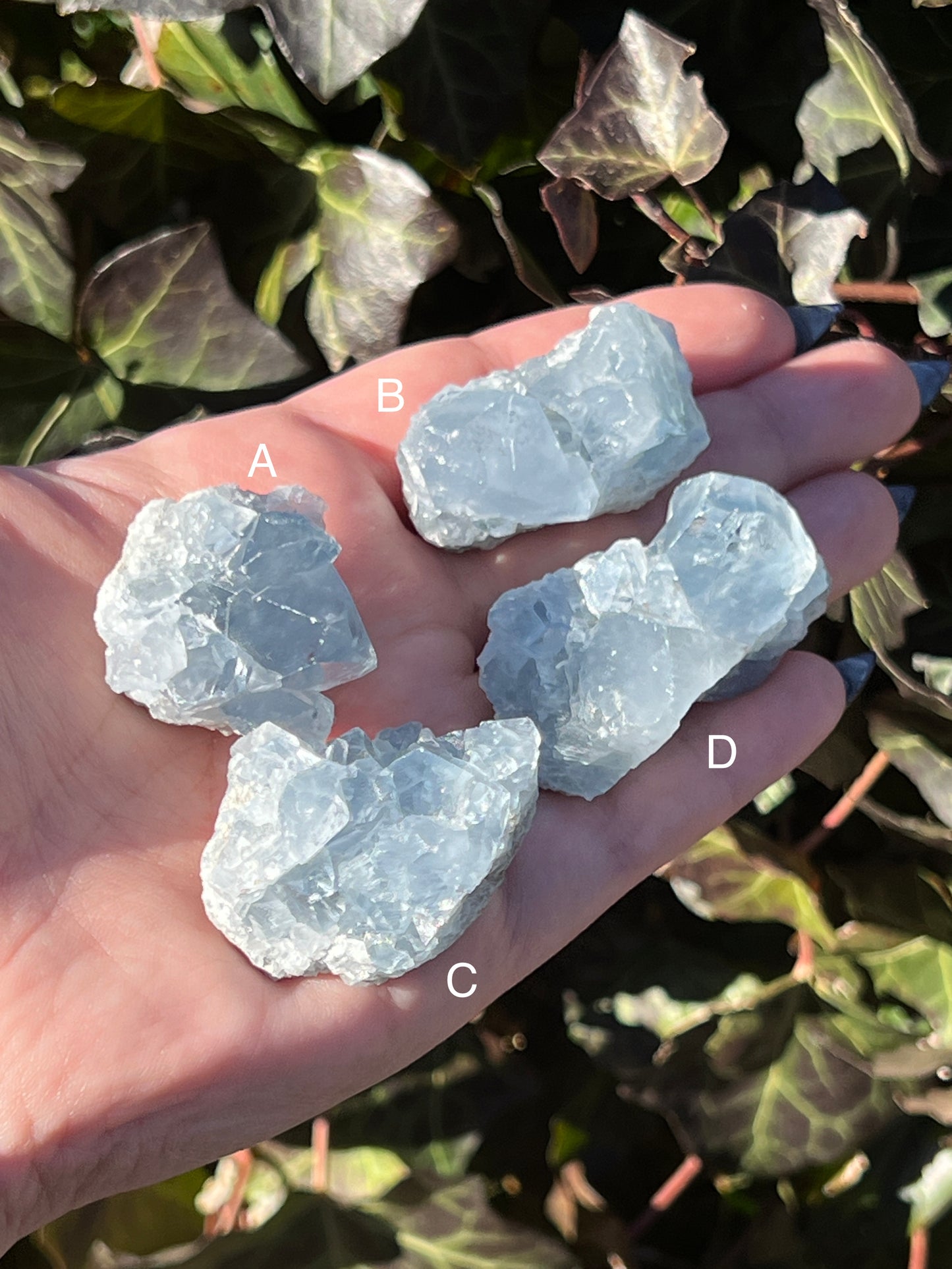 Celestite Clusters || Choose Your Own Crystal!