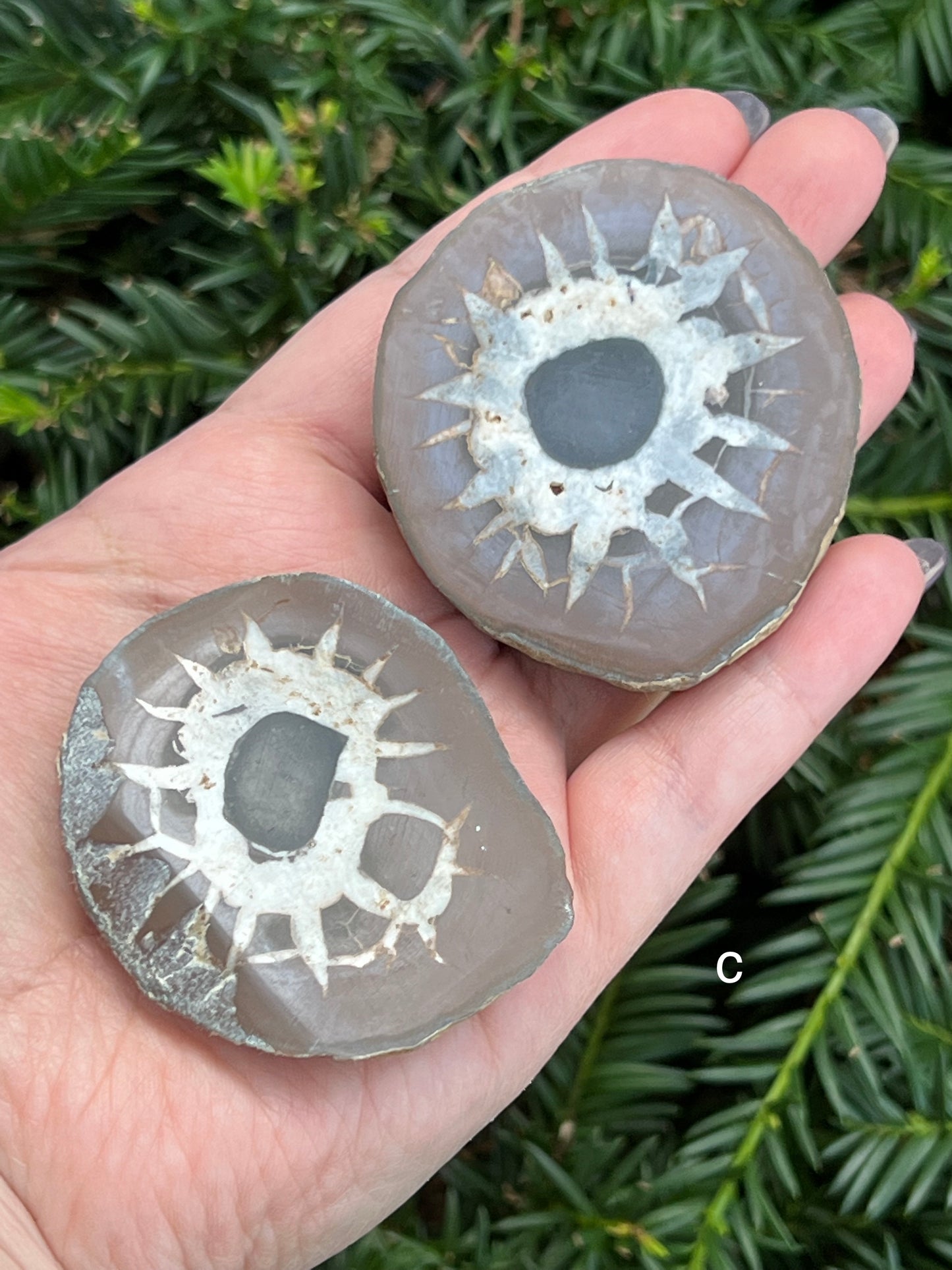 Septarian Nodes || Choose Your Own Crystal!