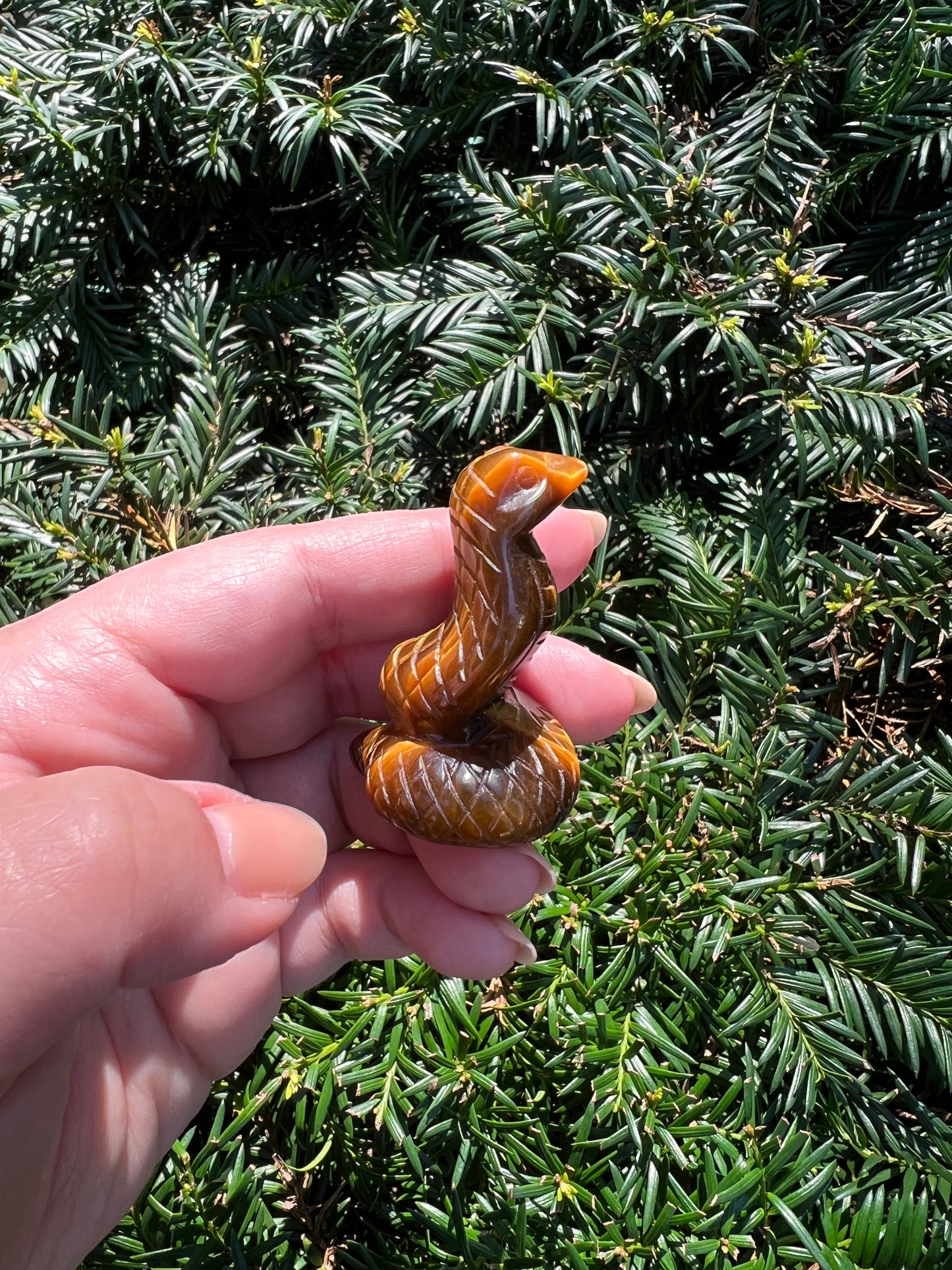 Tigers Eye Cobras || Intuitively Selected Tigers Eye Cobras