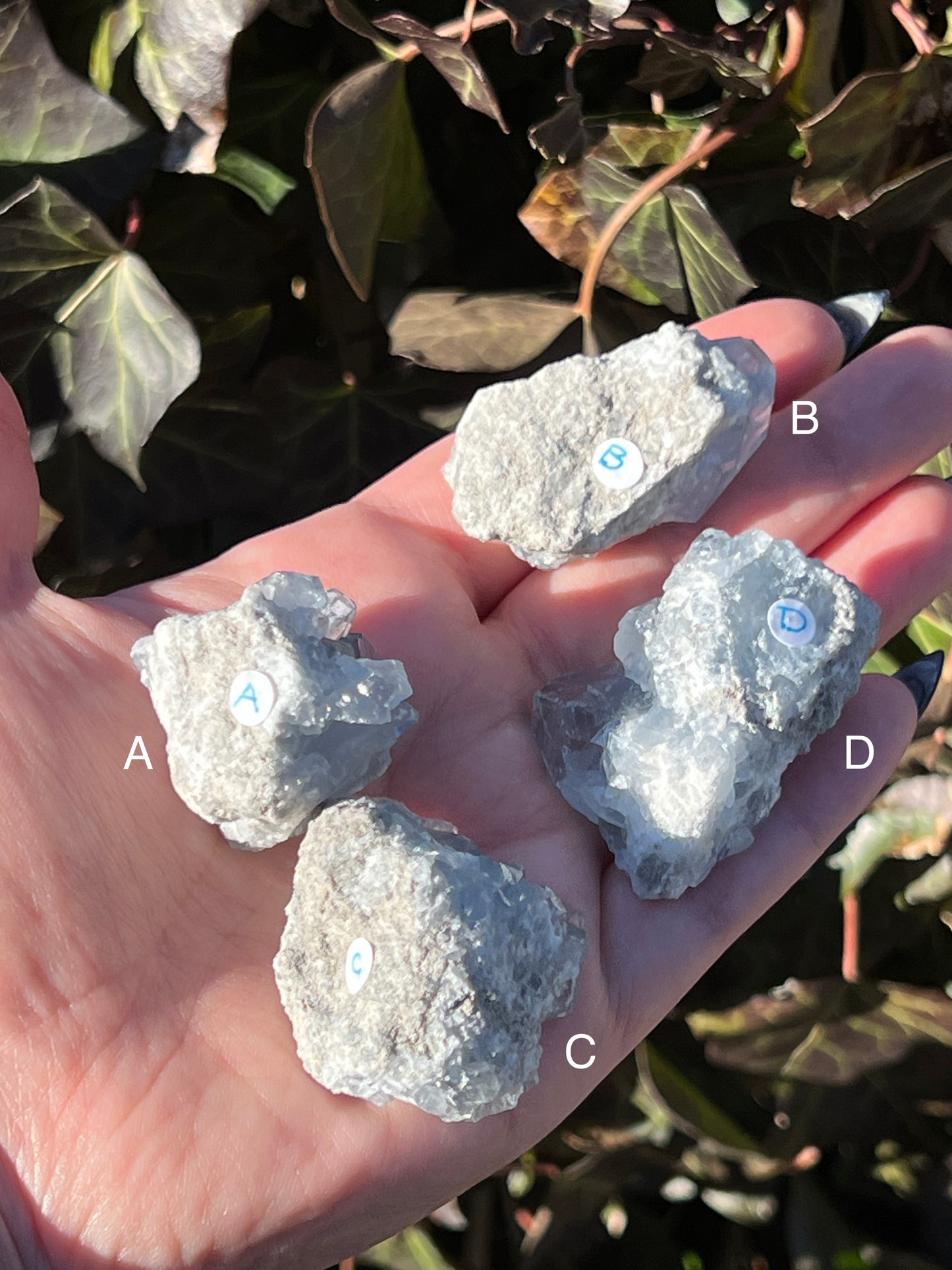 Celestite Clusters || Choose Your Own Crystal!