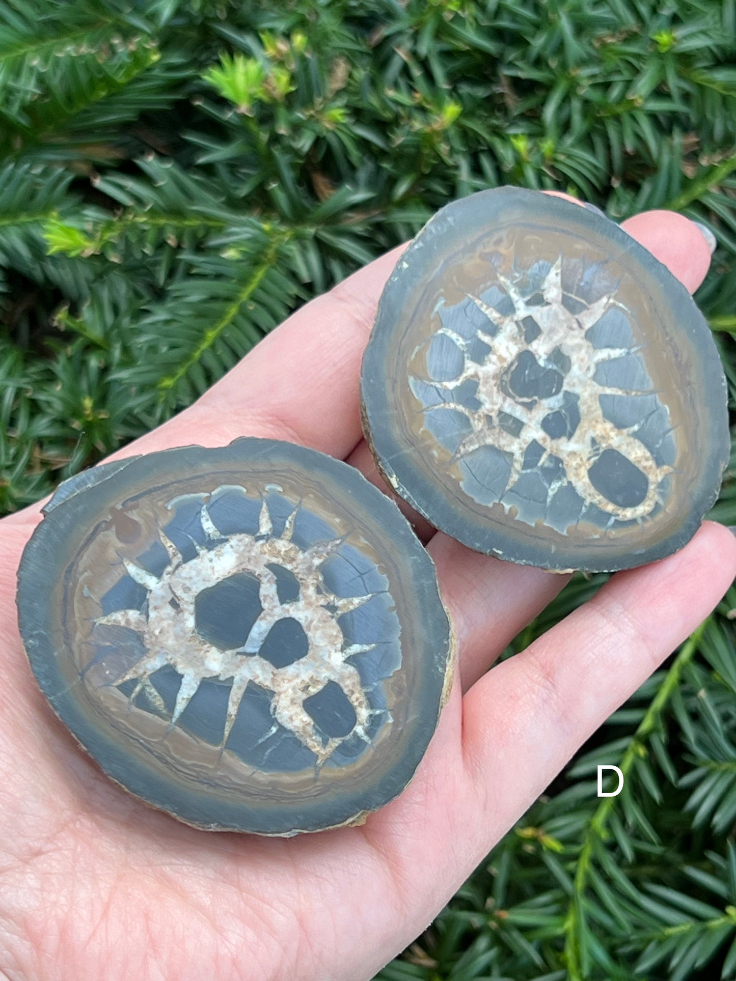 Septarian Nodes || Choose Your Own Crystal!