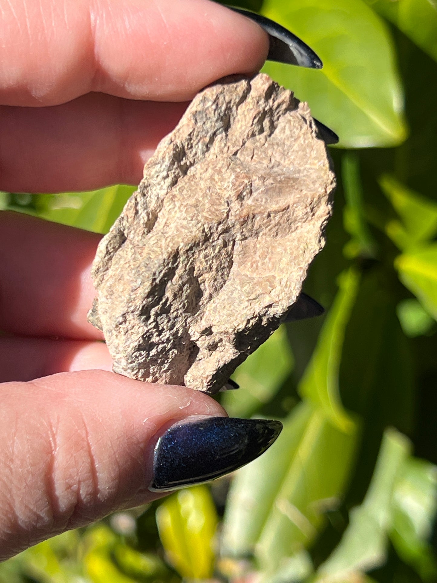 Dinosaur Bone Fragments || Choose Your Own Fossil! image 0