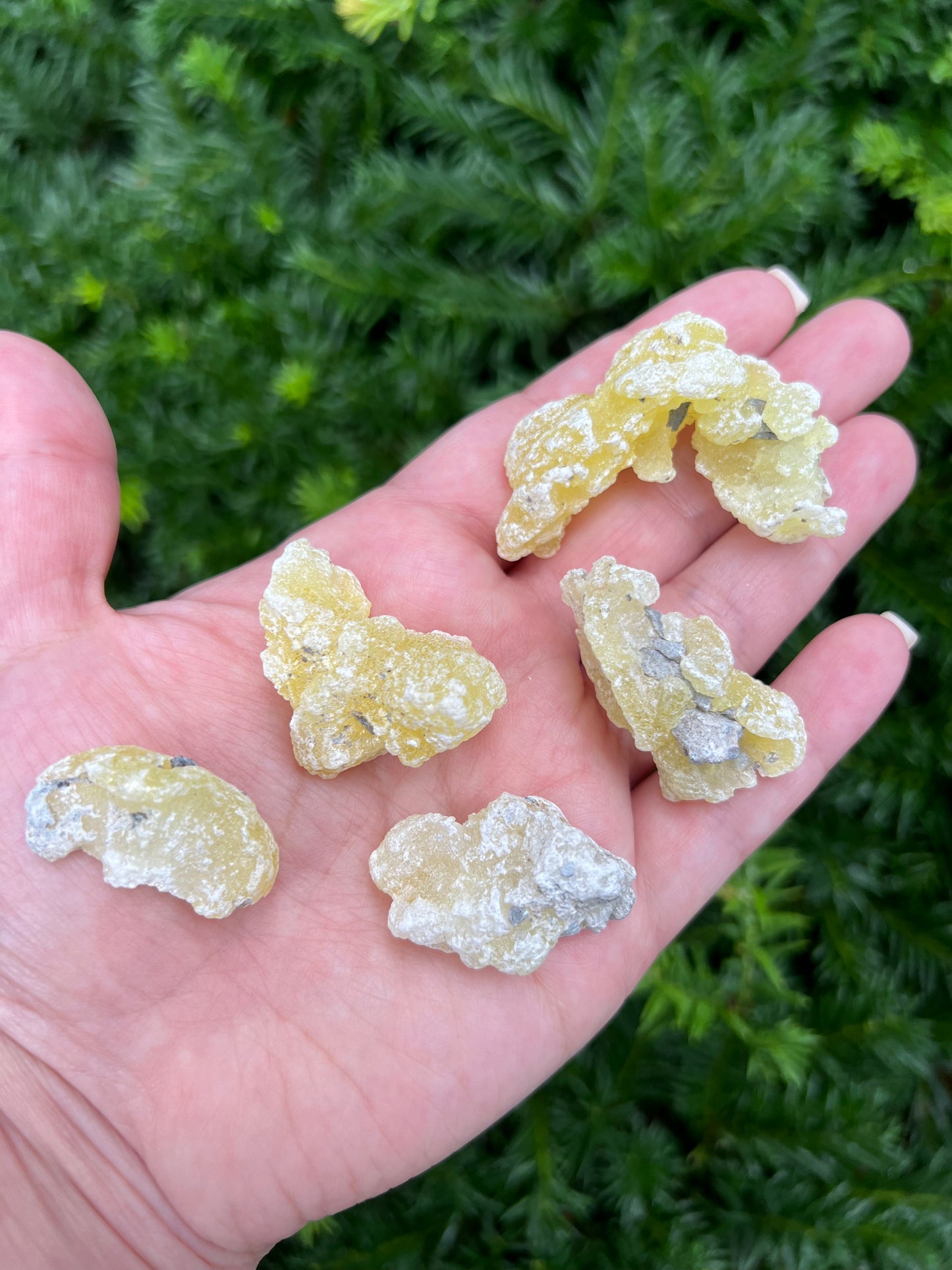 Yellow Brucite Specimens || Pick Your Own Rare Yellow Brucite! image 0