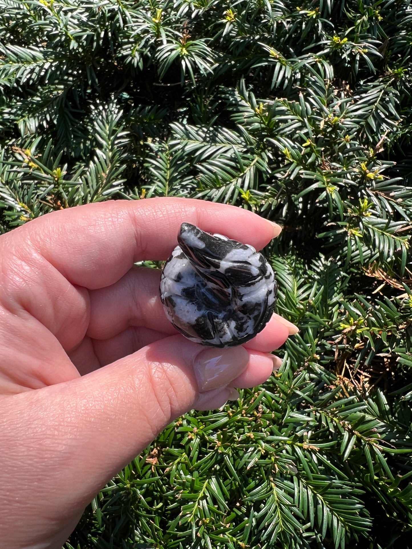 Zebra Stone Cobras || Intuitively Selected Zebra Stone Cobras