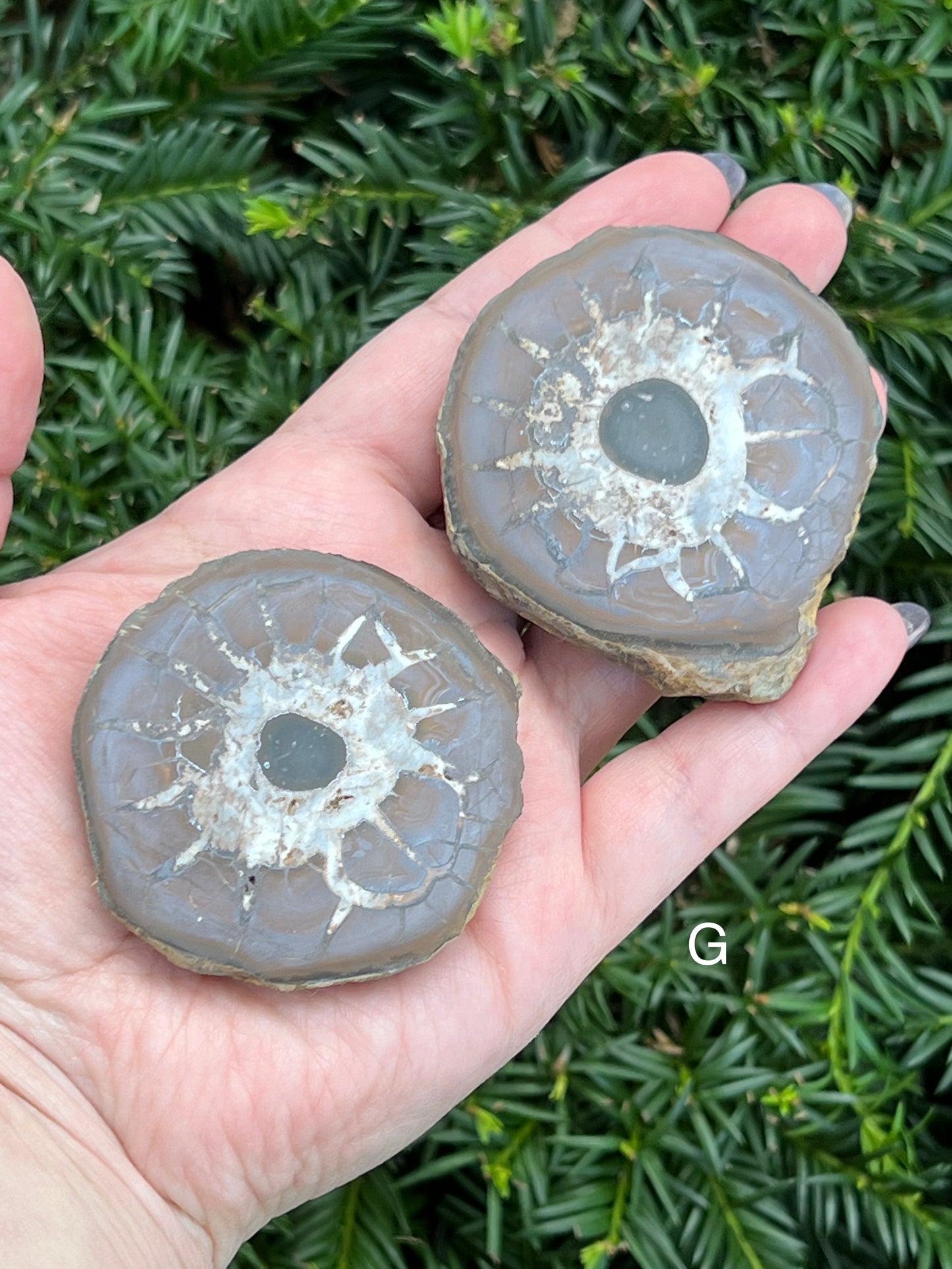 Septarian Nodes || Choose Your Own Crystal!