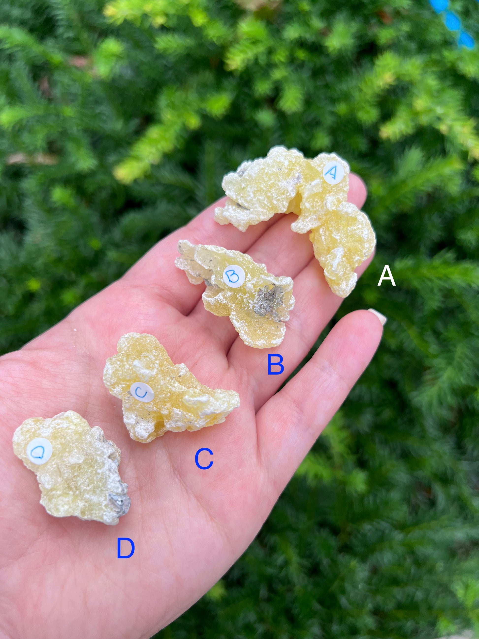 Yellow Brucite Specimens || Pick Your Own Rare Yellow Brucite! image 2