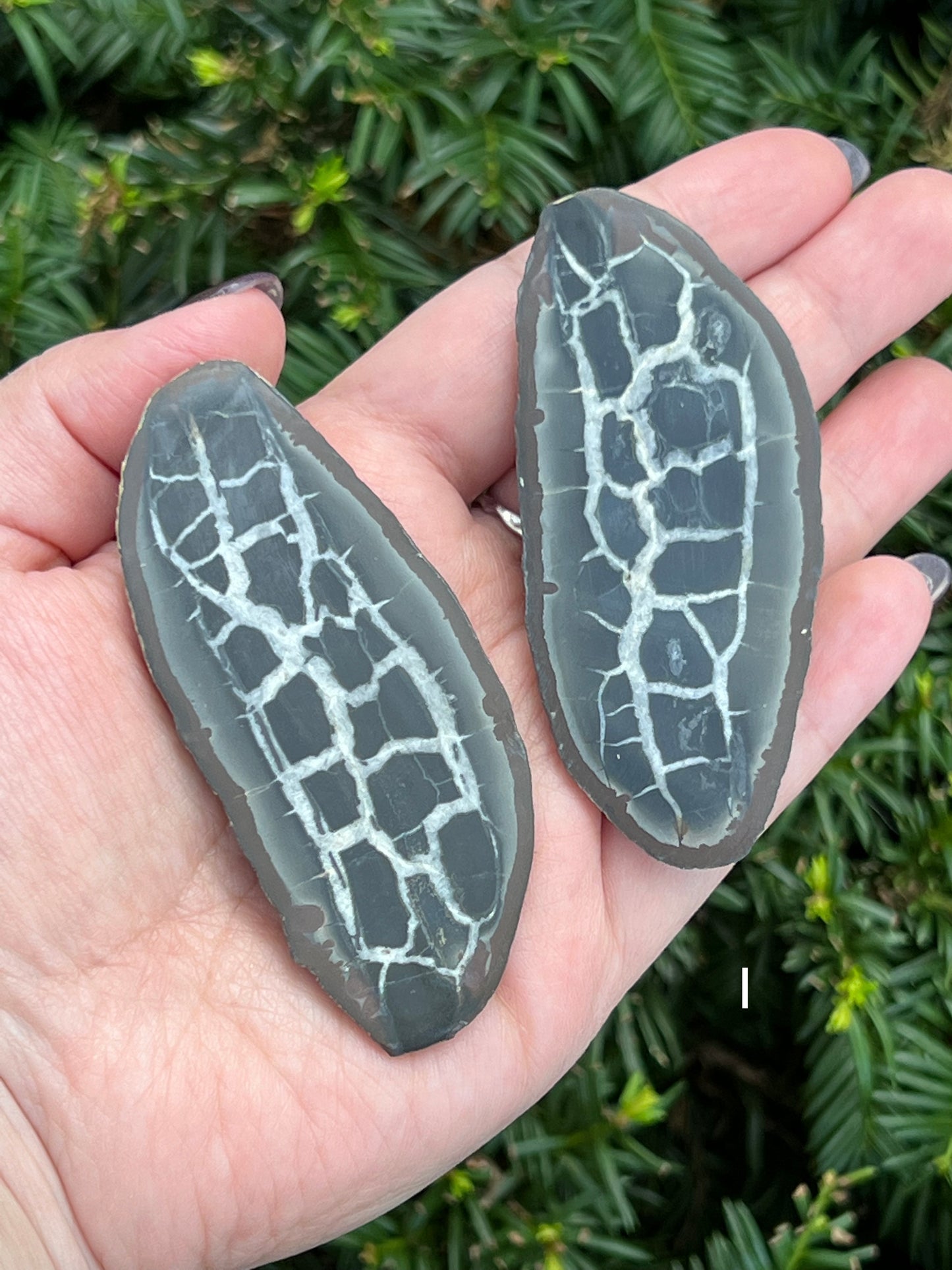 Septarian Nodes || Choose Your Own Crystal!