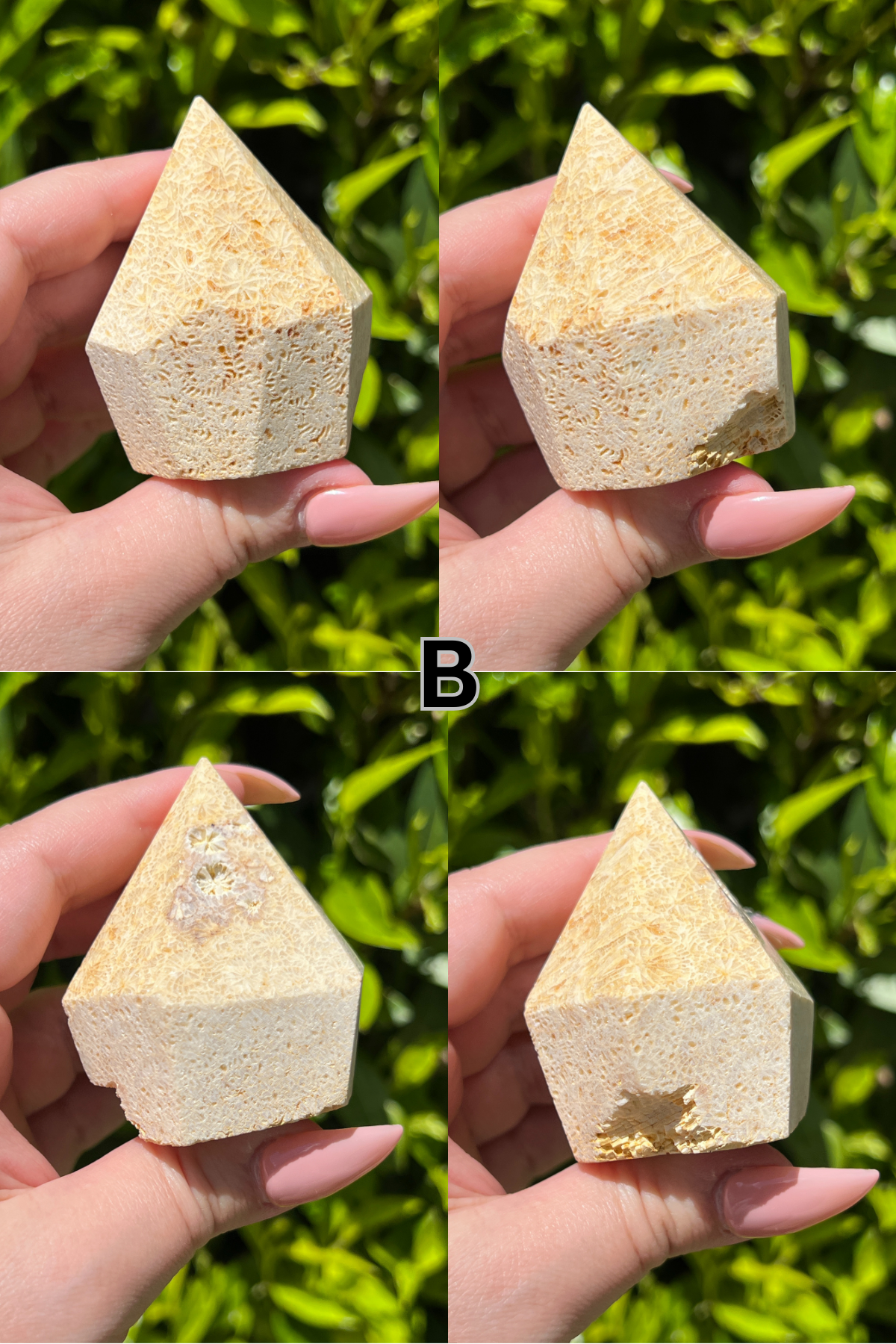 Fossilized Coral Top Polishes || Choose Your Own Crystal!