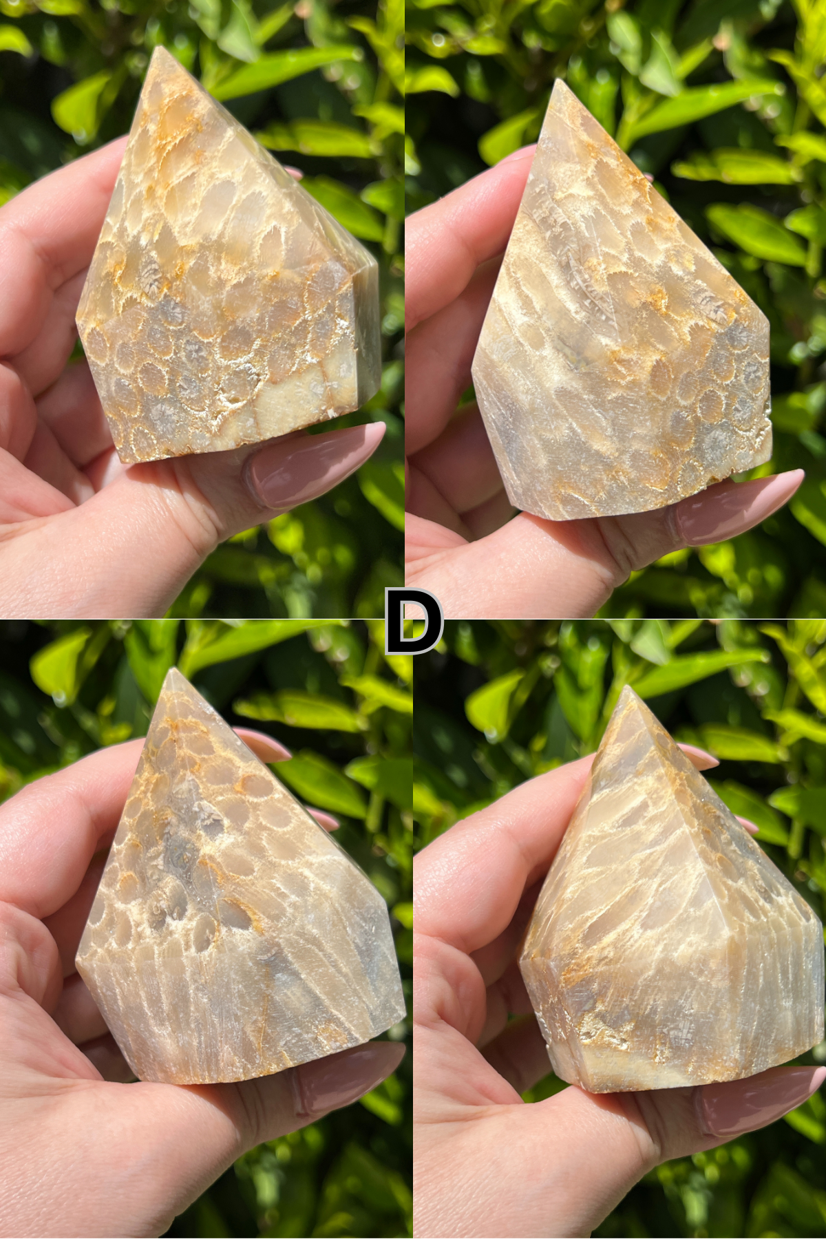 Fossilized Coral Top Polishes || Choose Your Own Crystal!