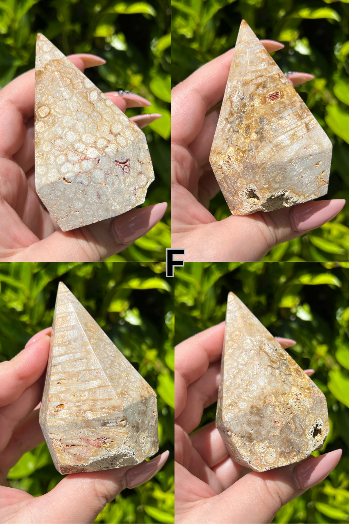 Fossilized Coral Top Polishes || Choose Your Own Crystal!