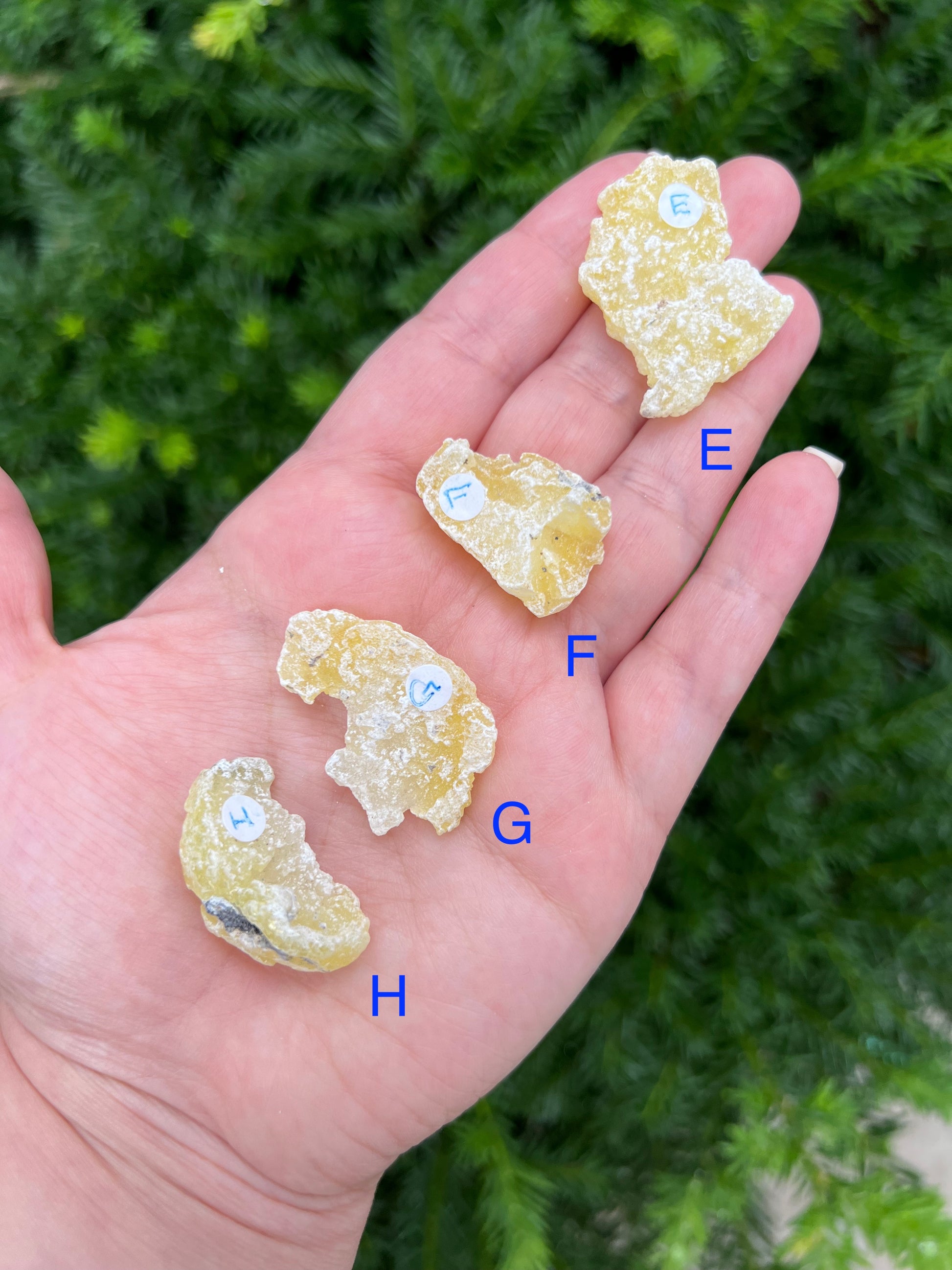 Yellow Brucite Specimens || Pick Your Own Rare Yellow Brucite! image 4