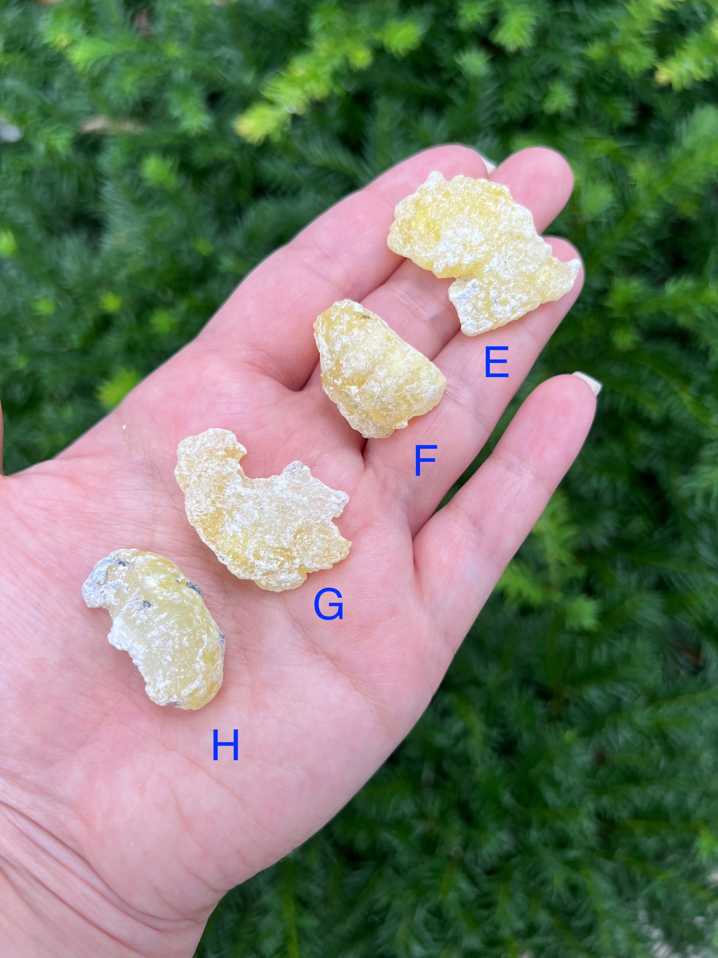 Yellow Brucite Specimens || Pick Your Own Rare Yellow Brucite! image 3